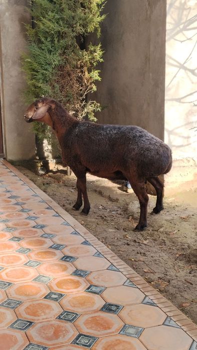 Kotta sollu sotiladi  boʻgʻoz