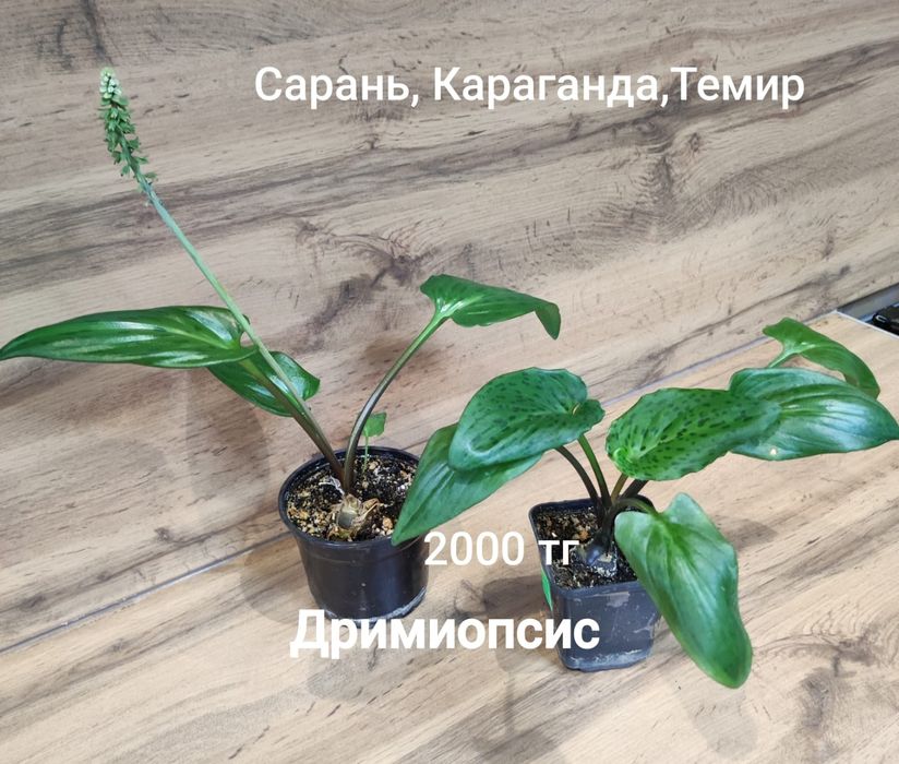 Хамедорея,гименокаллис,аспарагус