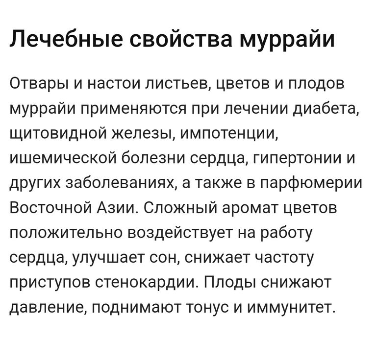 Продам  саженцы мурайи