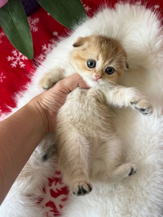 Продам котят. Породы золотая шиншилла
