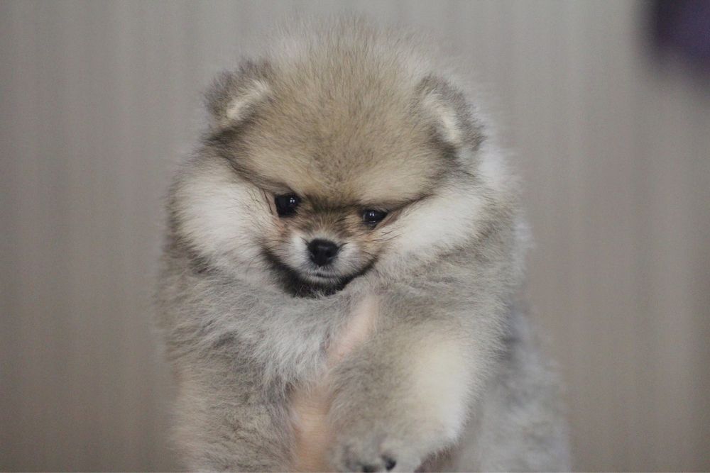 Чудесная девочка померанского шпица