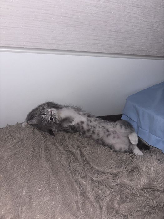 Отдам котика бесплатно