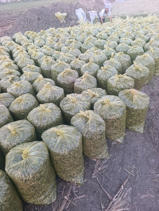 Selos 20mindan Toshkent boylab dastafka hizmati bor