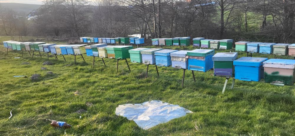 Vand 30 de famili de albine