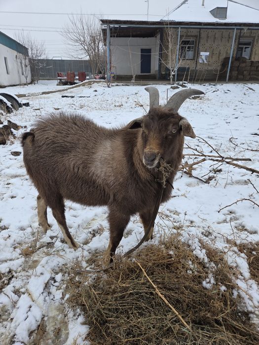 Теке қашыруға ұсынамыз!