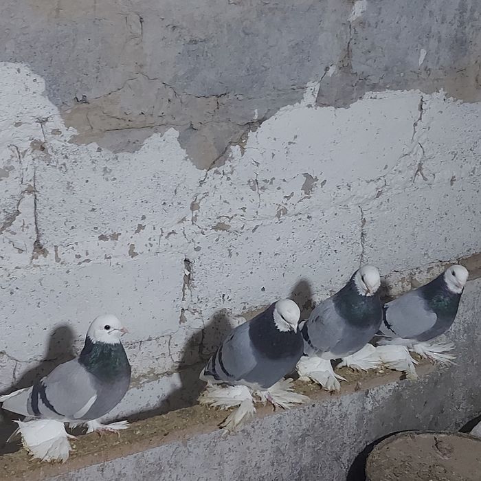 Маздоки  3 пара  6 штук