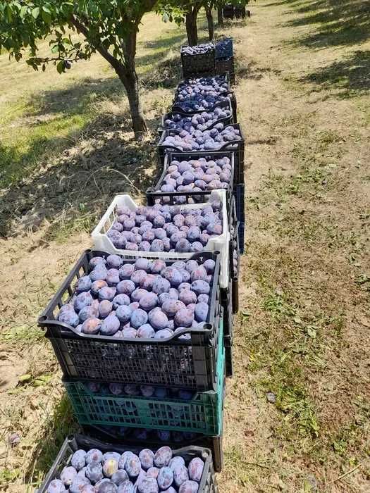 Vand Prune pentru Tuica si Palinca