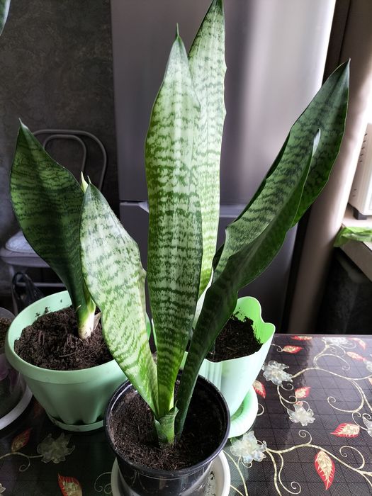 Комнатные цветы .