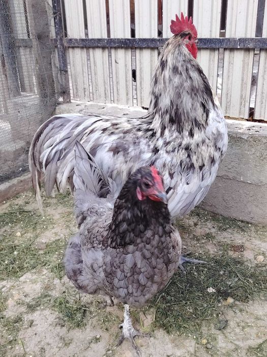 Vând Cocoș Australorp Splash de anul trecut preț 150 lei MĂRIȚEI jud. SUCEAVA