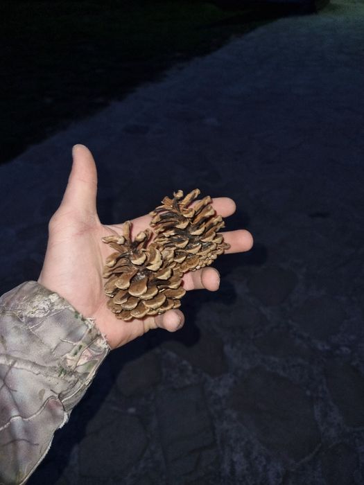 Conuri de pin mari si mici