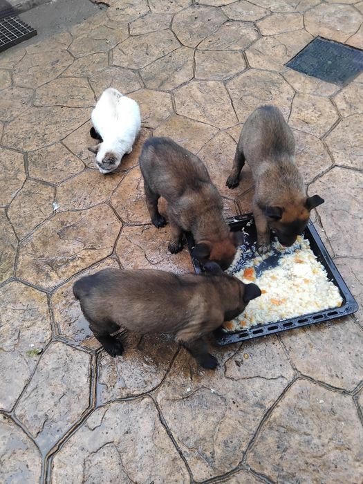Ciobănesc belgian malinois
