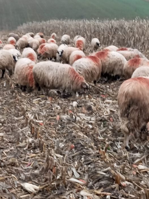 40 oițe și un berbec