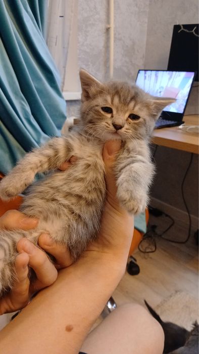 продам котят шотландцы