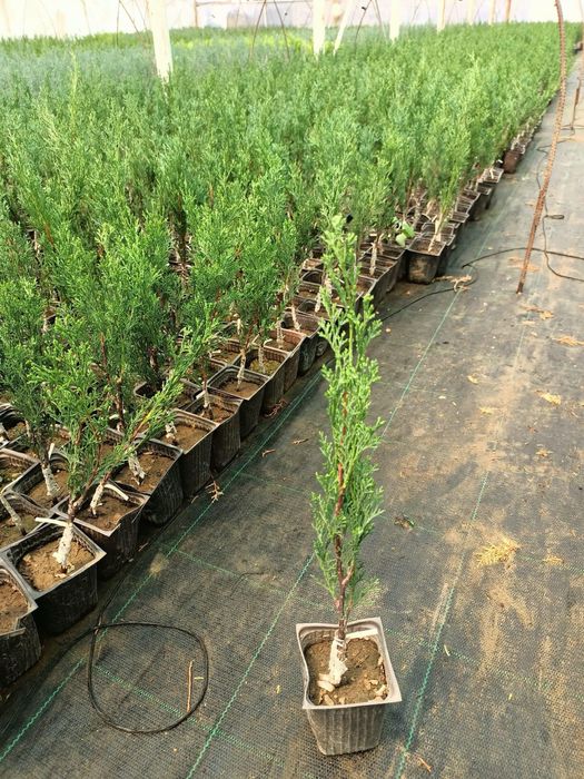 Сенсы кипарисовников.