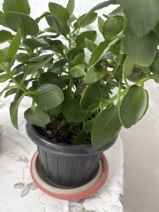 Расстения домой,дикор