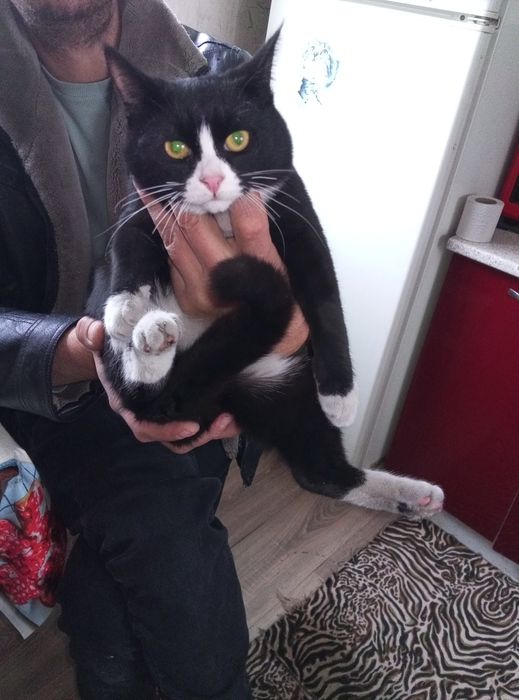 Отдам кошек бесплатно мальчик и три девочки