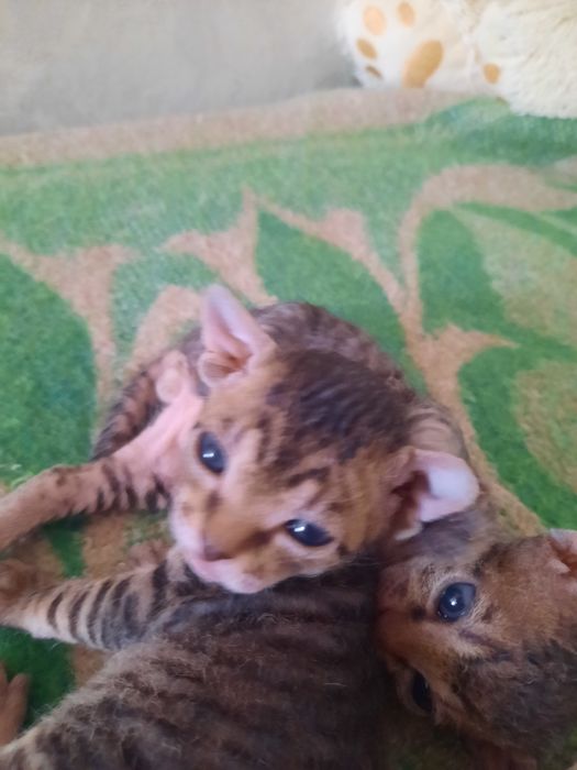 Котята сфинкс боаш