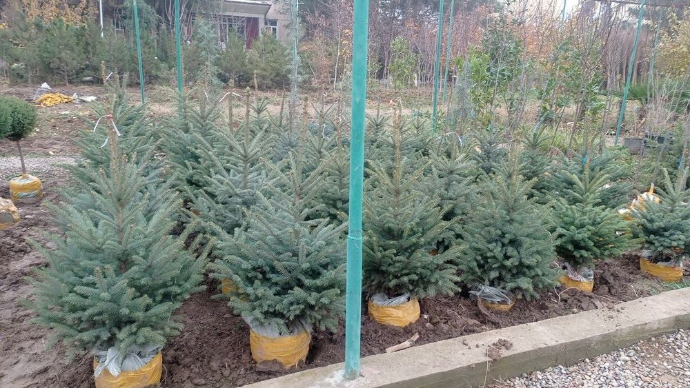 Новагодни ёлка живая на продаже достафка ест по горади платни