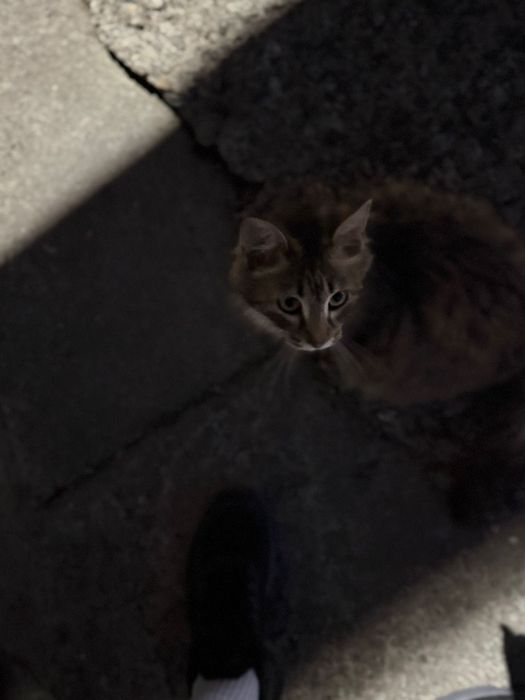 Отдаём в добрые кошек!