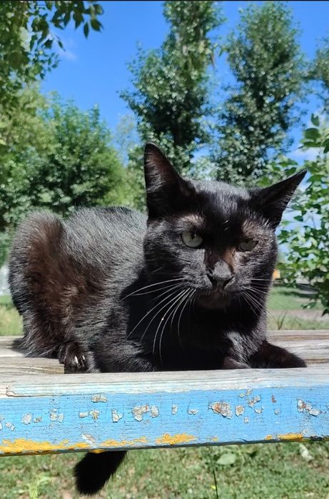 Кот, молоденький, ласковый.