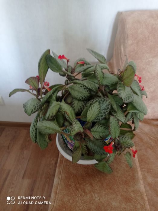 Комнатные цветы,украсят ваш дом.