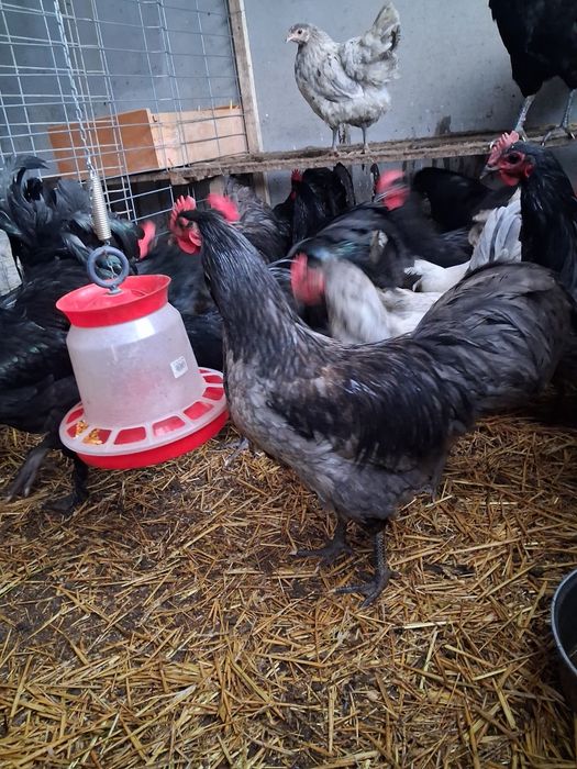 Vând Cocoși și Gaini Australorp