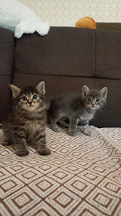 Продам милых котят 1 мес