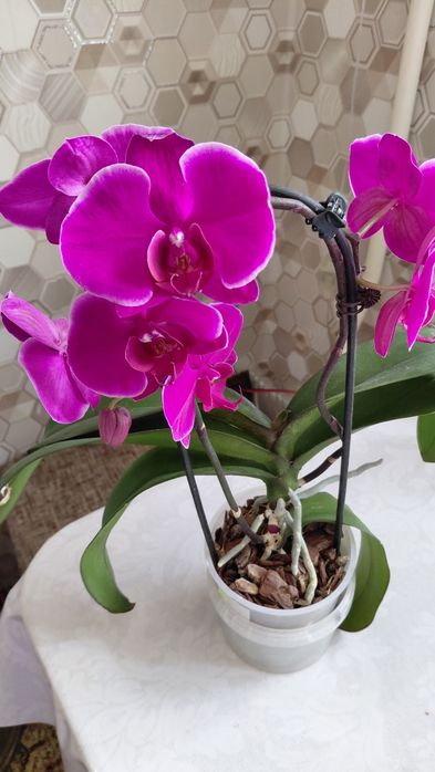 Орхидеи домашние.