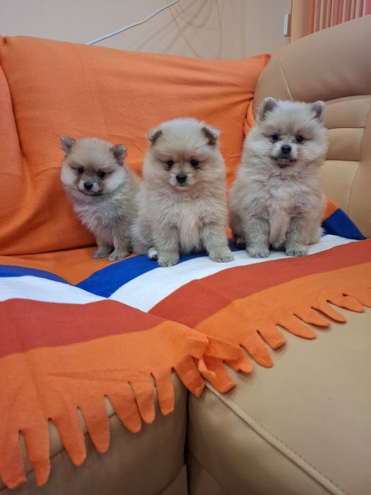 Померан померанчета Гр. София