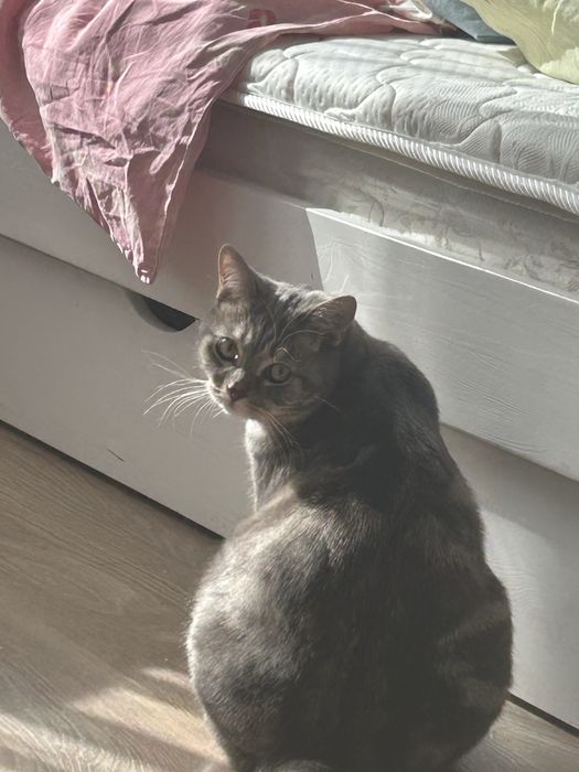 Отдам кота, 1 год