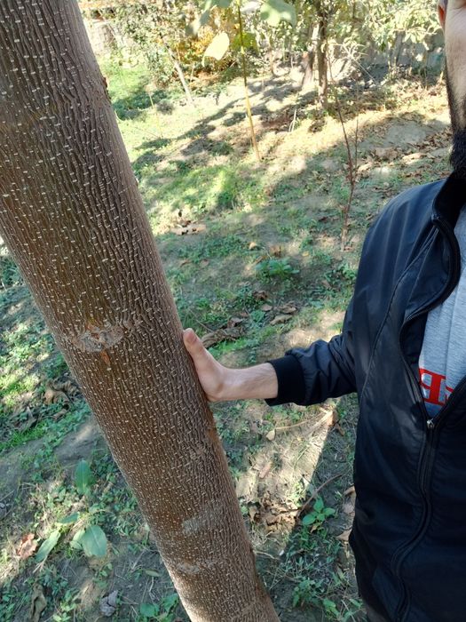 Pavloniya M1 kafolatli ko'chatlar