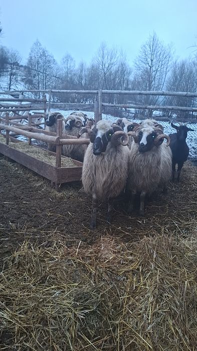 Vândut berbeci breji de Petroșani cu origine