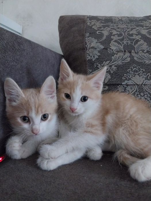 Отдам котят в добрые руки