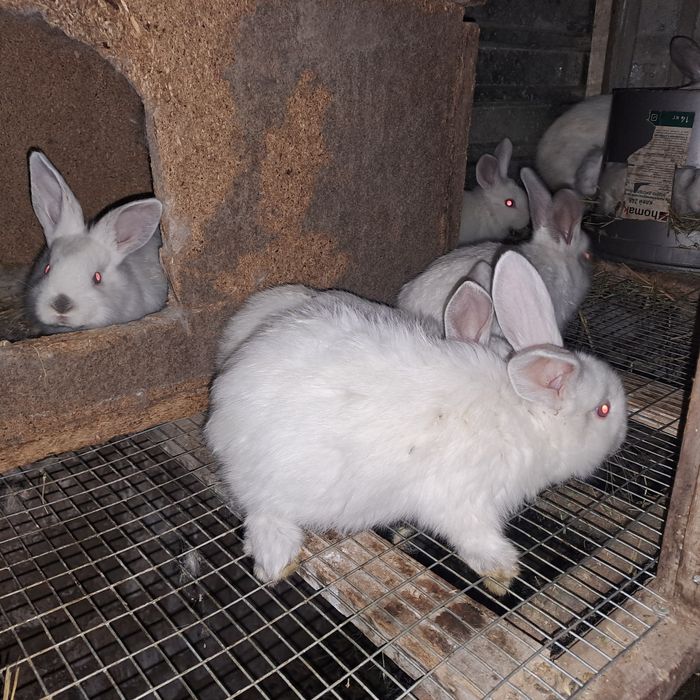 Продаются крольчата