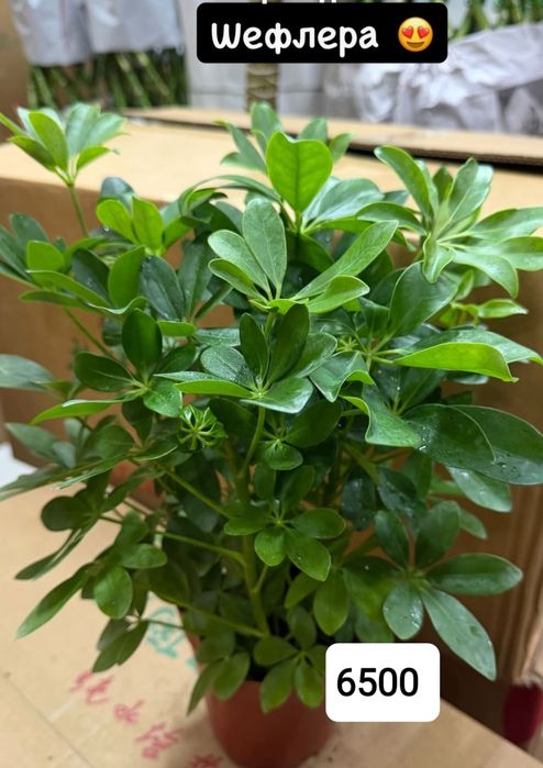 Комнатные растение