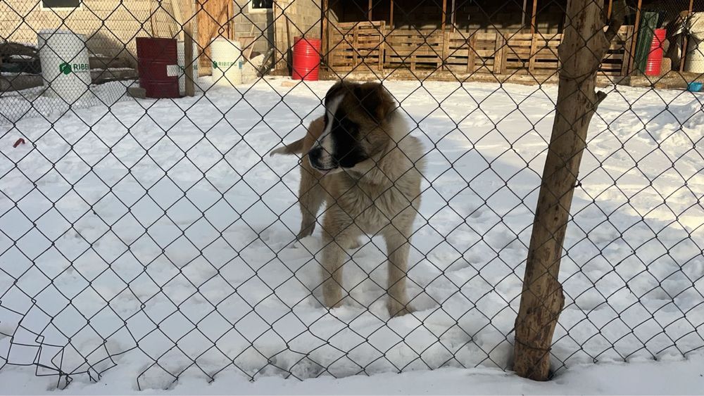 Собака шенок алабай ит күшік сатам