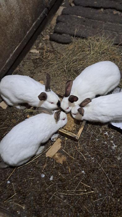 Кроллы и кролихи