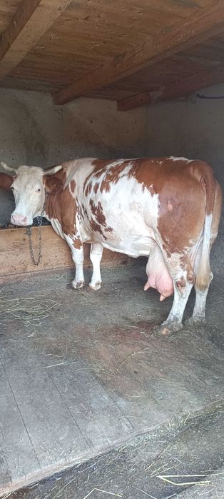 Vacă de Vânzare rasa Băltată Românească