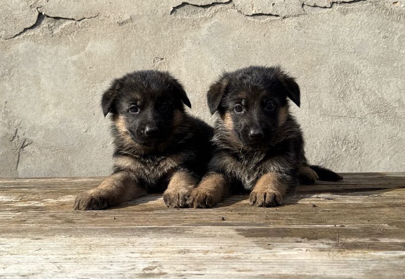 Продам щенка немецкой овчарки
