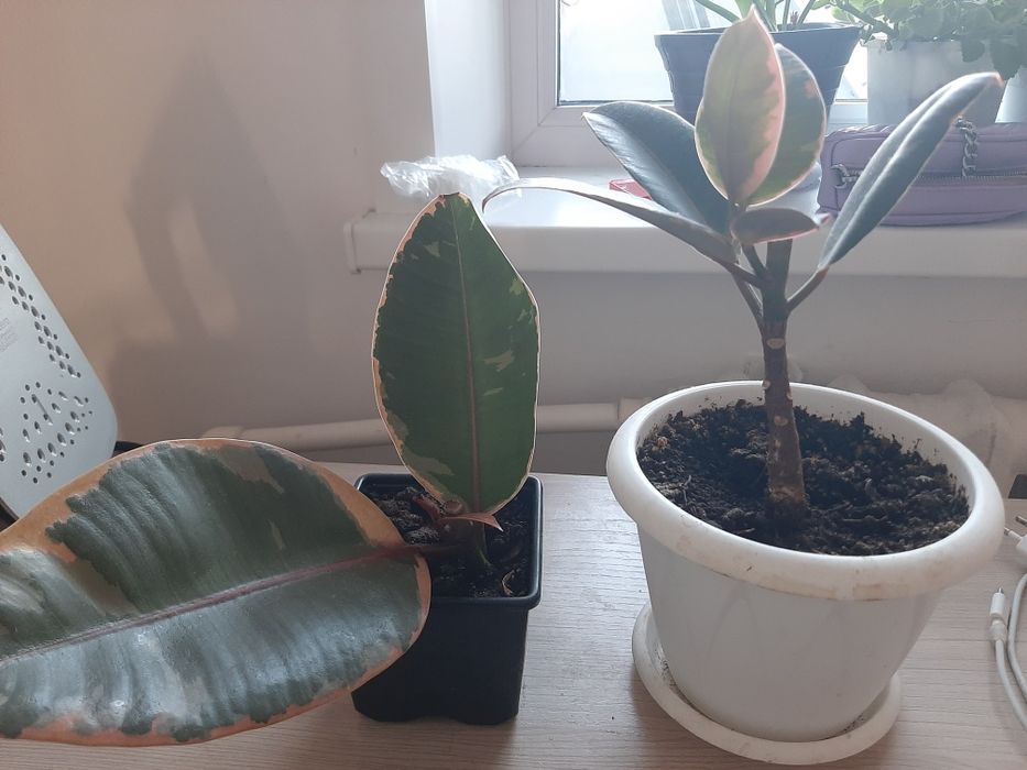 Продам цветы, каждый по 1.500 тг