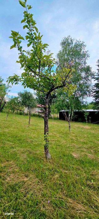 Casă de Vacanță Teren 2.952 mp Cerna Vaideeni Jud  Vâlcea 70.000 E