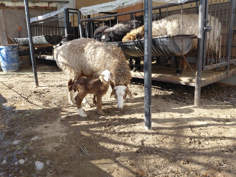 Қозы анасымен сатылады