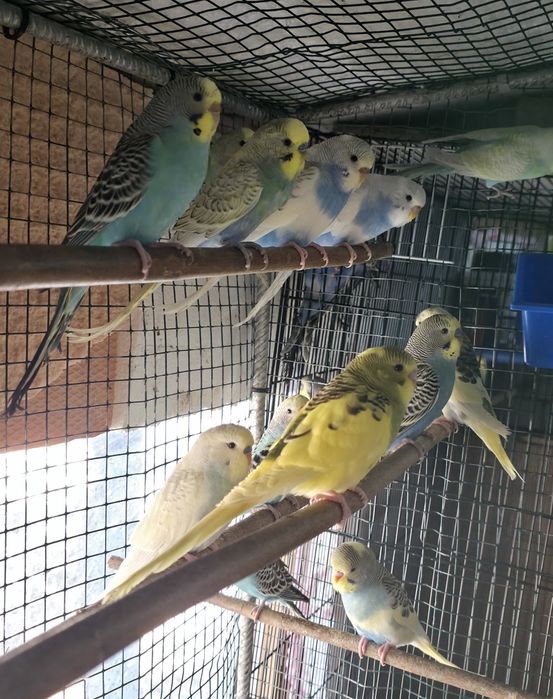 Vând  pui peruși la bucata sau angro