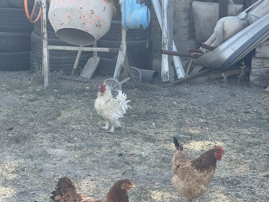 Продам питухов карлики