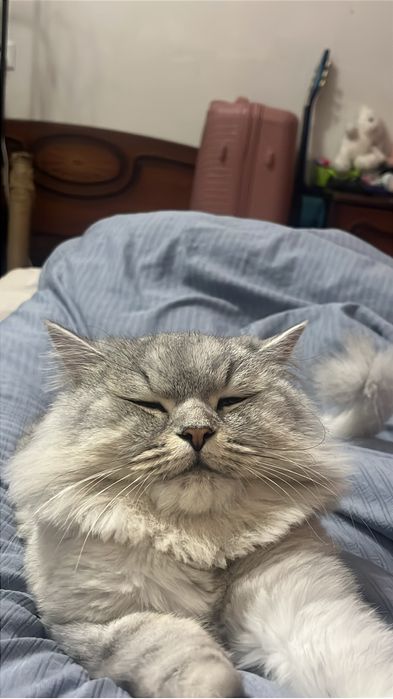 Кот  шотландский