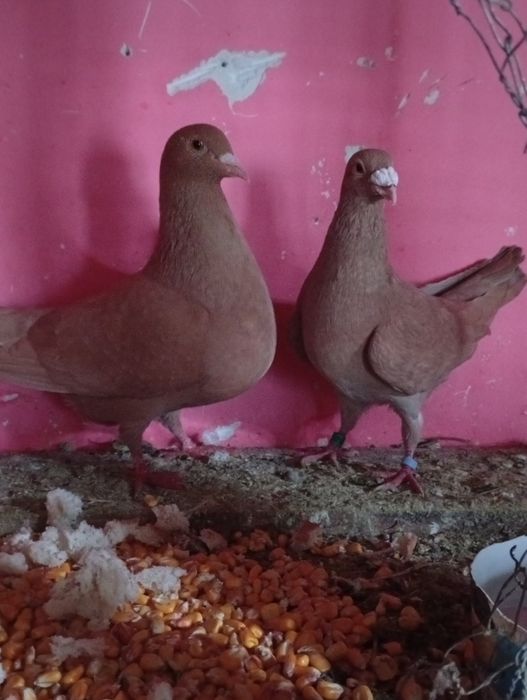 Porumbei voiajori de vânzare sau schimb pe fazani