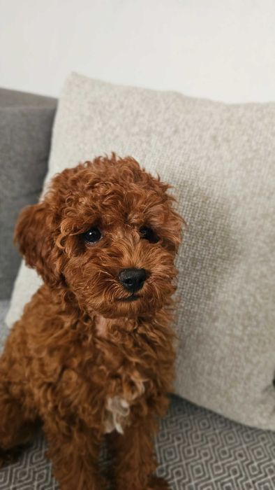 Toy poodle red brown