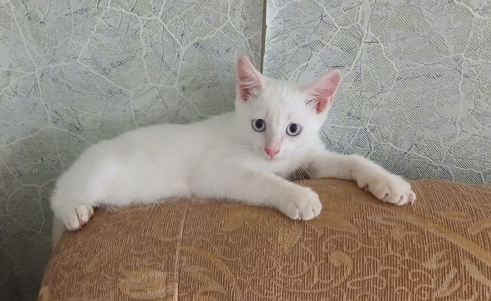 Котят бесплатно, в добрые руки