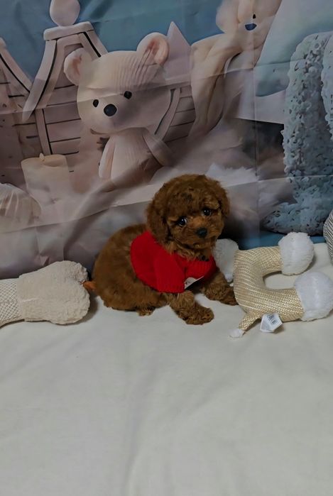 Пудел той с родословие  5 поколения назад