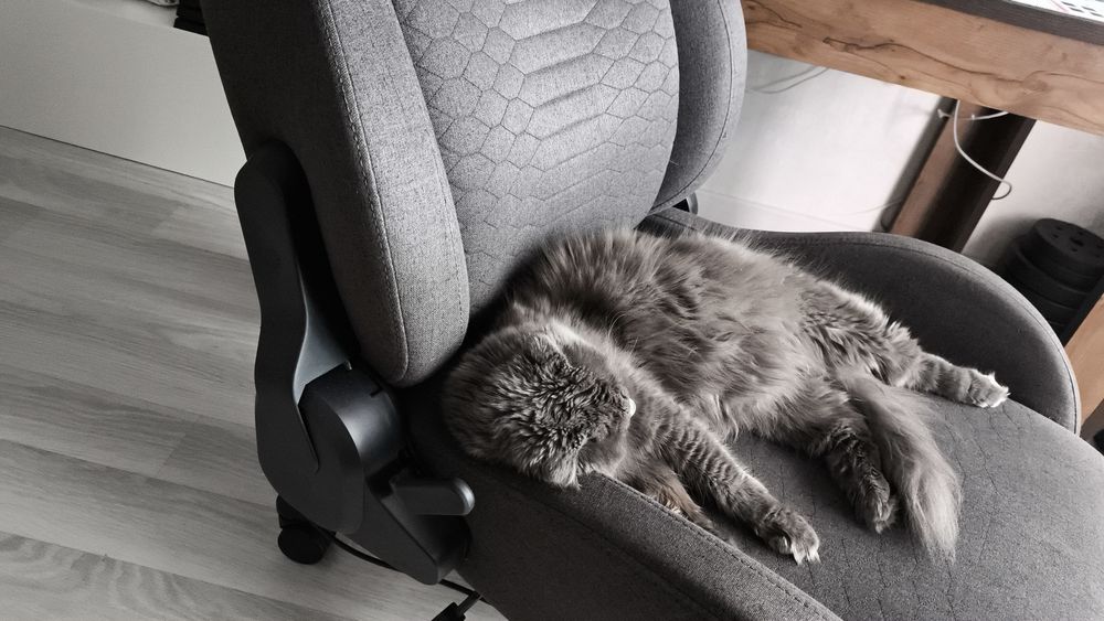 Шотландская кошка хайленд фолд